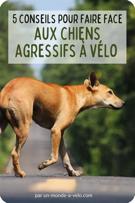  Photo Chien